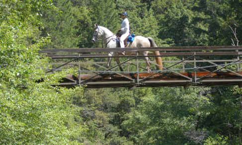 leadership horse