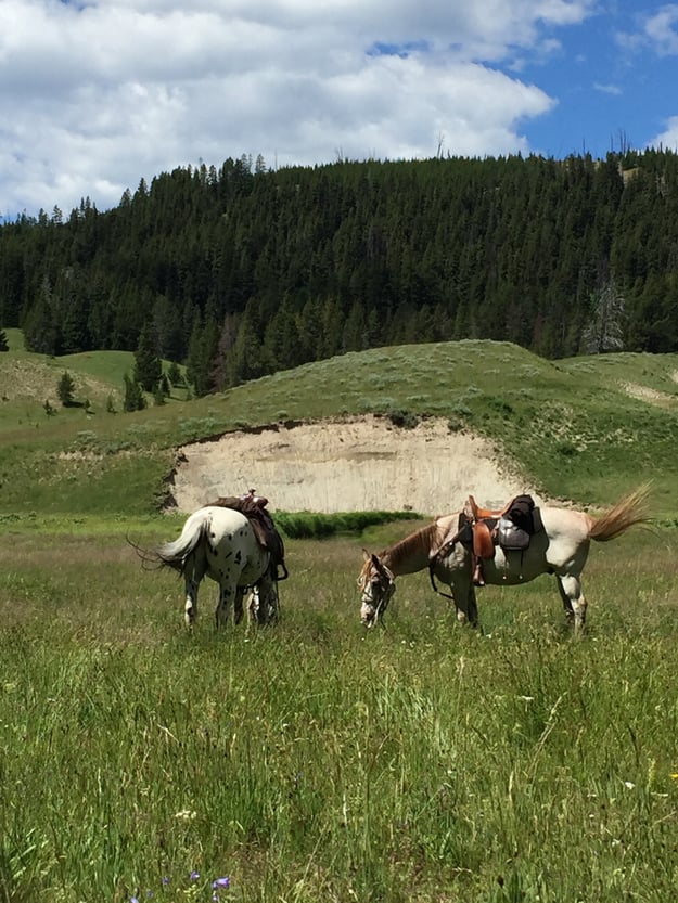 Yellowstone