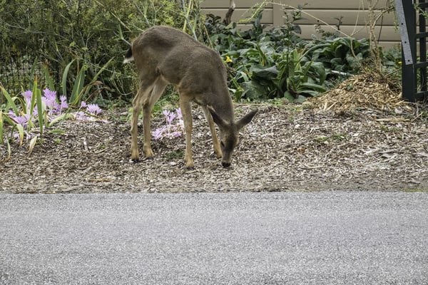 Columbian black-tailed deer (binomial name Odocoileus hemionus columbianus), member of a locally aggressive population, forages in a domestic garden by a street in Port Townsend, Washington, USA